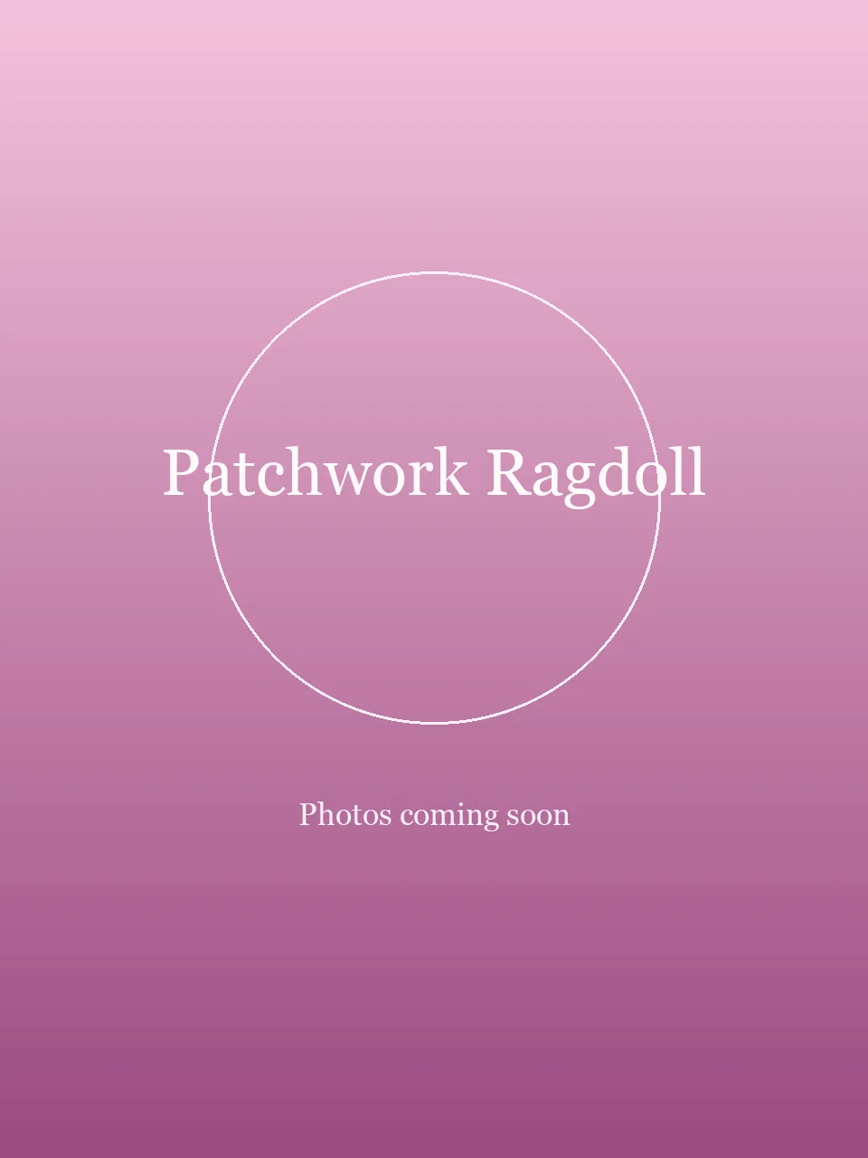 Patchwork Ragdoll party character in Fort Lauderdale